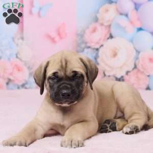Diesel, English Mastiff Puppy
